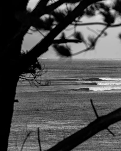 // The Pines BW //